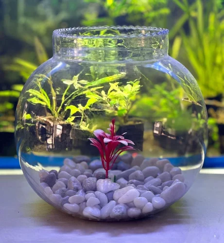 Fish Bowl